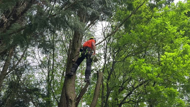 Best Storm Damage Tree Cleanup  in Juno Ridge, FL